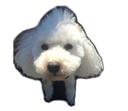 cute dog dog sticker #14171618