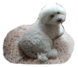 cute dog dog sticker #14171619