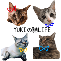 4Cat life sticker