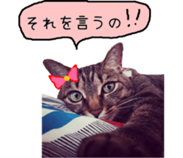 4Cat life sticker sticker #14171716