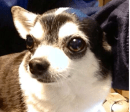 AZK sticker #14172990