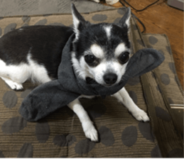 AZK sticker #14172991