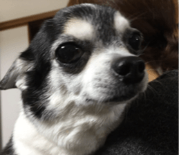 AZK sticker #14172993