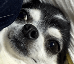 AZK sticker #14172994