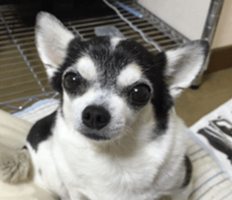 AZK sticker #14172996