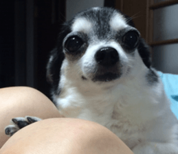 AZK sticker #14172997