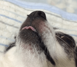 AZK sticker #14172999