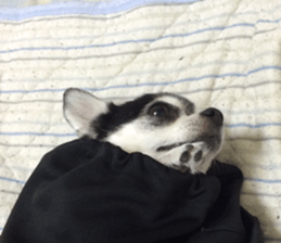 AZK sticker #14173000