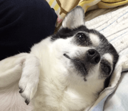 AZK sticker #14173001