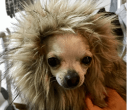 AZK sticker #14173005