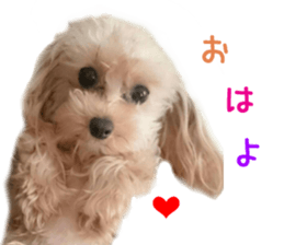 Real DOG Pomeranian &Toy Poodle sticker #14174998