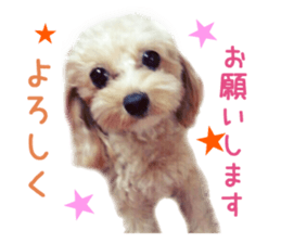 Real DOG Pomeranian &Toy Poodle sticker #14174999