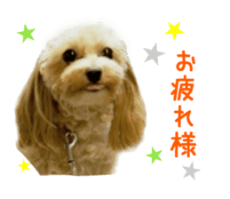 Real DOG Pomeranian &Toy Poodle sticker #14175000