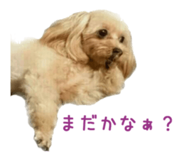 Real DOG Pomeranian &Toy Poodle sticker #14175001