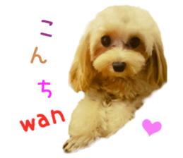 Real DOG Pomeranian &Toy Poodle sticker #14175002