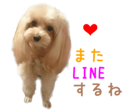Real DOG Pomeranian &Toy Poodle sticker #14175003