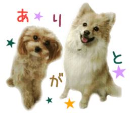 Real DOG Pomeranian &Toy Poodle sticker #14175004