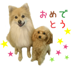 Real DOG Pomeranian &Toy Poodle sticker #14175005