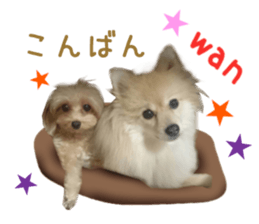Real DOG Pomeranian &Toy Poodle sticker #14175006
