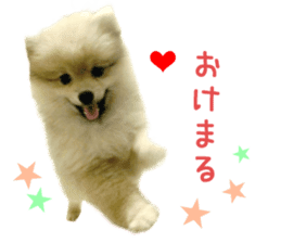 Real DOG Pomeranian &Toy Poodle sticker #14175007