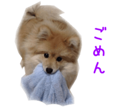 Real DOG Pomeranian &Toy Poodle sticker #14175008