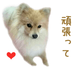 Real DOG Pomeranian &Toy Poodle sticker #14175009