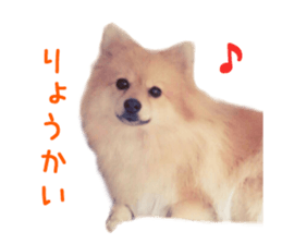 Real DOG Pomeranian &Toy Poodle sticker #14175010