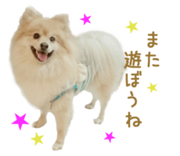 Real DOG Pomeranian &Toy Poodle sticker #14175011