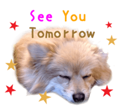 Real DOG Pomeranian &Toy Poodle sticker #14175012