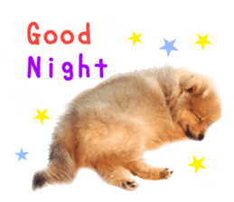 Real DOG Pomeranian &Toy Poodle sticker #14175013