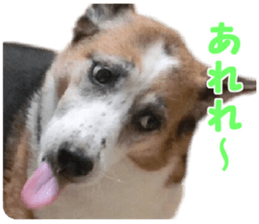 Kirara &Popo sticker #14175095