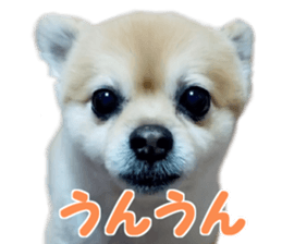 Kirara &Popo sticker #14175098