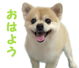 Kirara &Popo sticker #14175100