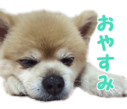 Kirara &Popo sticker #14175101