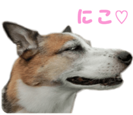 Kirara &Popo sticker #14175103