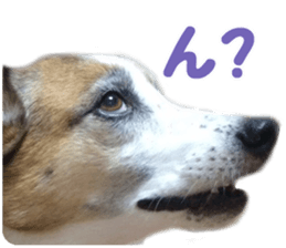 Kirara &Popo sticker #14175105