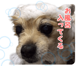 Kirara &Popo sticker #14175107