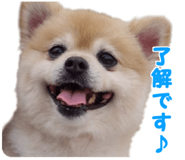 Kirara &Popo sticker #14175108