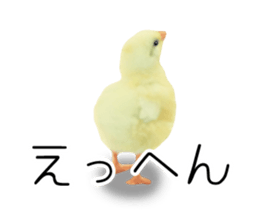 Mr. Hiyoko sticker #14176230