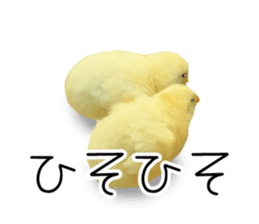 Mr. Hiyoko sticker #14176231