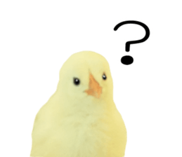 Mr. Hiyoko sticker #14176232