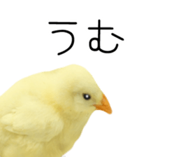 Mr. Hiyoko sticker #14176233