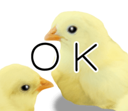 Mr. Hiyoko sticker #14176234