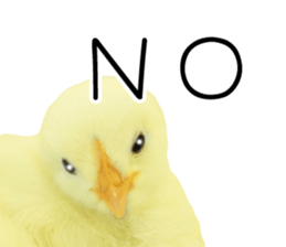 Mr. Hiyoko sticker #14176235