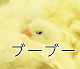 Mr. Hiyoko sticker #14176236