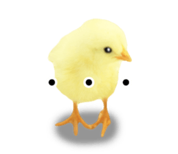 Mr. Hiyoko sticker #14176237