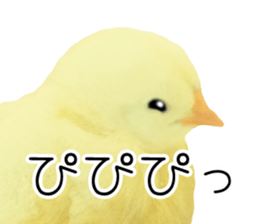 Mr. Hiyoko sticker #14176239