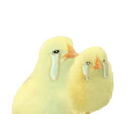 Mr. Hiyoko sticker #14176240