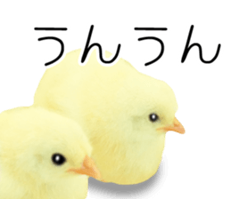 Mr. Hiyoko sticker #14176241