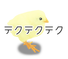 Mr. Hiyoko sticker #14176242